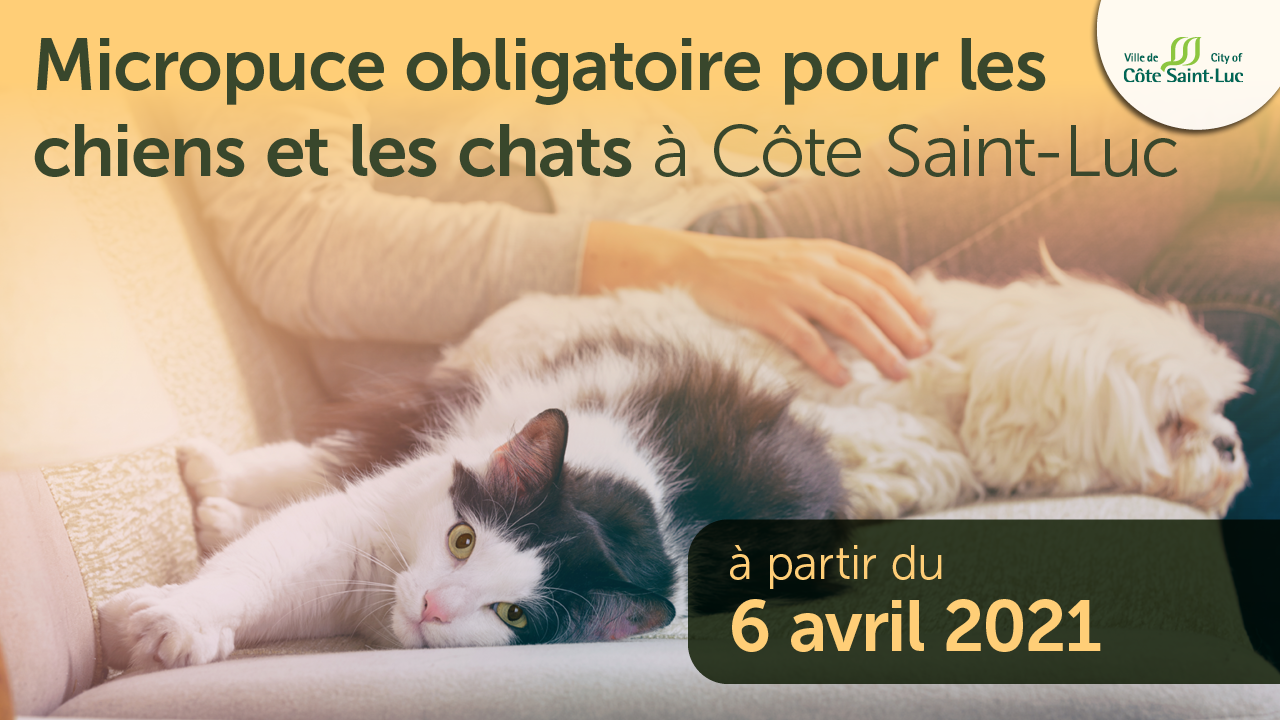 Micropuce obligatoire pour les chiens et les chats à Côte Saint-Luc à partir du 6 avril 2021