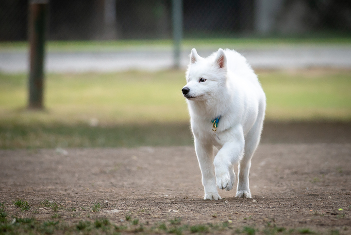 White dog walking at the dog park